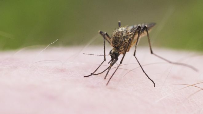 Уничтожение комаров на участке в Иваново от ДЕЗ-Комфорт - фото