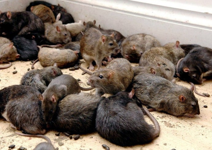 Отпугивание и травля крыс в Иваново от ДЕЗ-Комфорт - фото