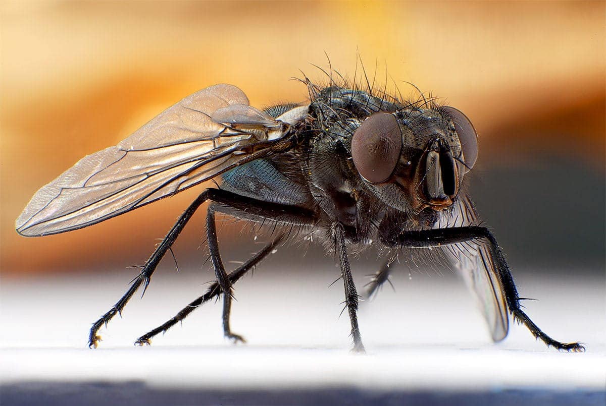 Борьба с мухами в Иваново от ДЕЗ-Комфорт - фото