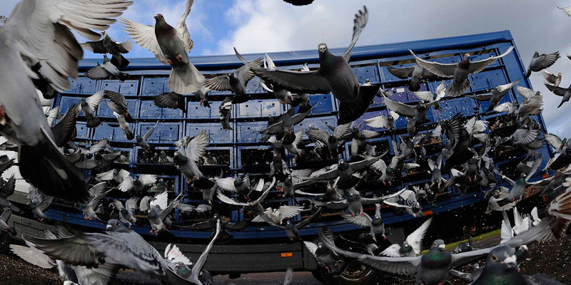 Отпугивание птичьих стай в Иваново от ДЕЗ-Комфорт - фото
