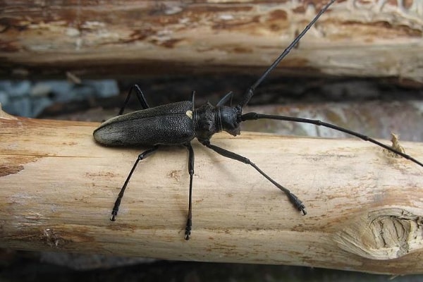 Борьба с жуками-усачами в Иваново от ДЕЗ-Комфорт - фото
